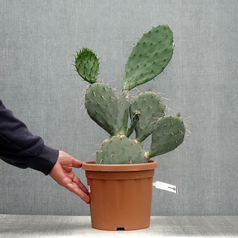 Exemplaar van Opuntia gregoriana - Schijfcactus Pot van 4 l/5 l zoals geleverd in de zomer