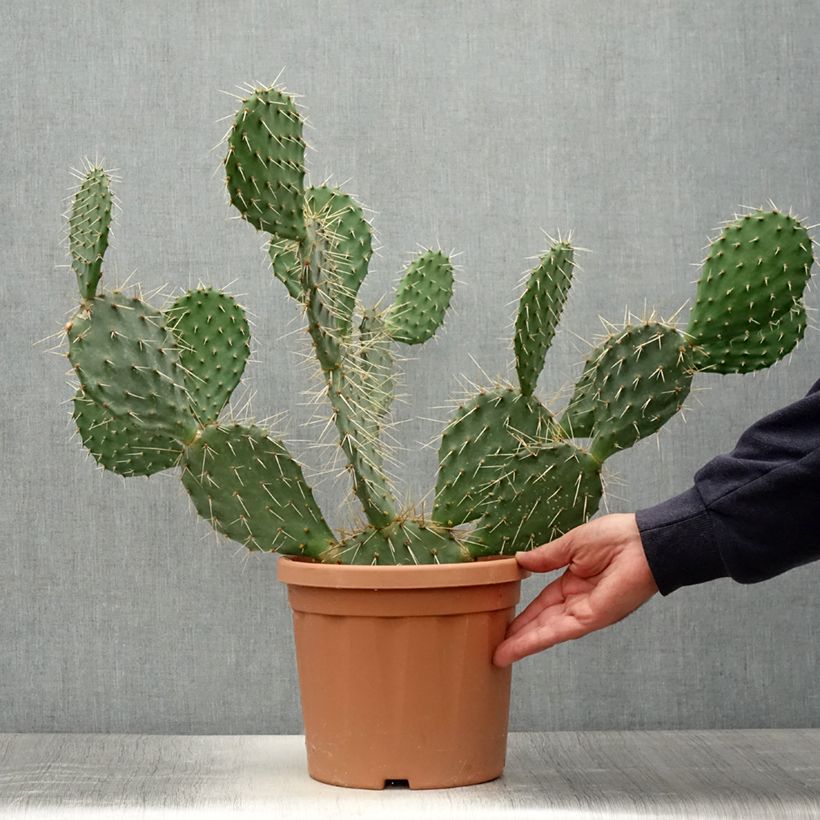 Exemplaar van Opuntia howeyi - Vijgcactus Pot van 4 l/5 l zoals geleverd in de zomer