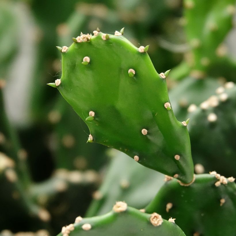 Opuntia jamaicensis - Schijfcactus (Blad)