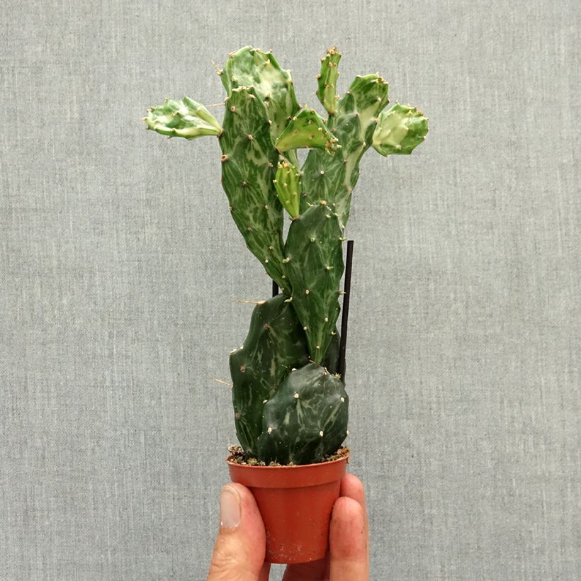 Exemplaar van Opuntia jamaicensis Ghost - Schijfcactus Mini-kamerplanten zoals geleverd in de lente