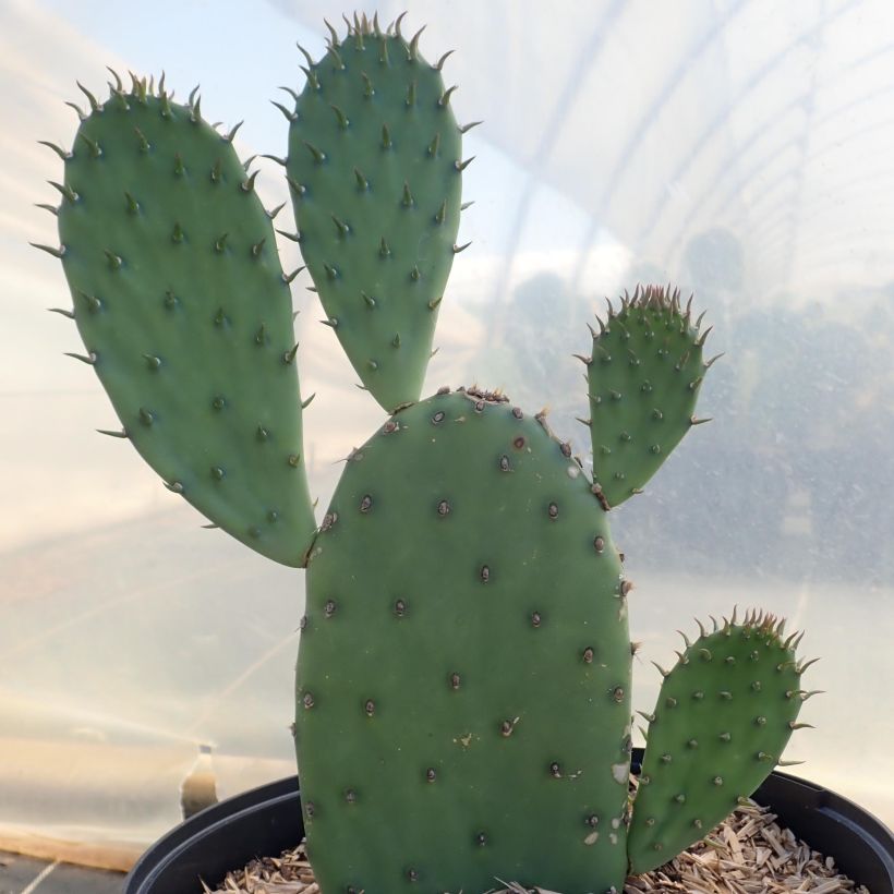 Opuntia laevis - Schijfcactus (Plant habit)