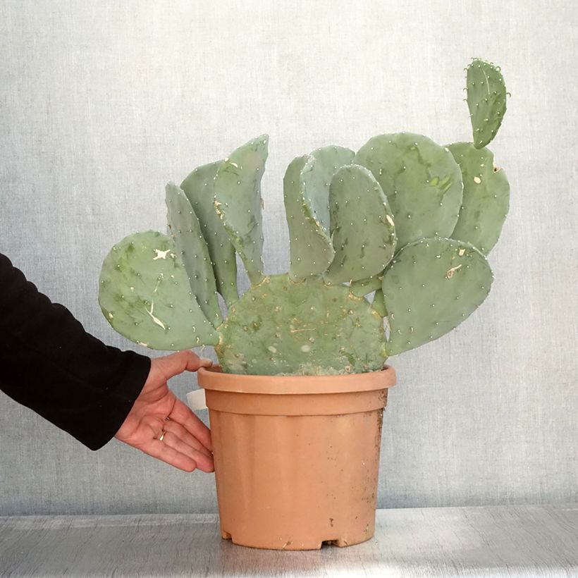 Exemplaar van Opuntia laevis - Schijfcactus Pot van 4 l/5 l zoals geleverd in de herfst