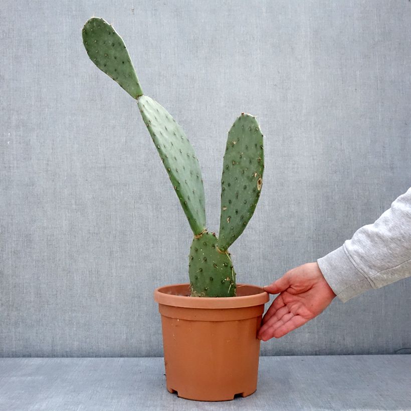 Exemplaar van Opuntia laevis - Schijfcactus Pot van 4 l/5 l zoals geleverd in de lente