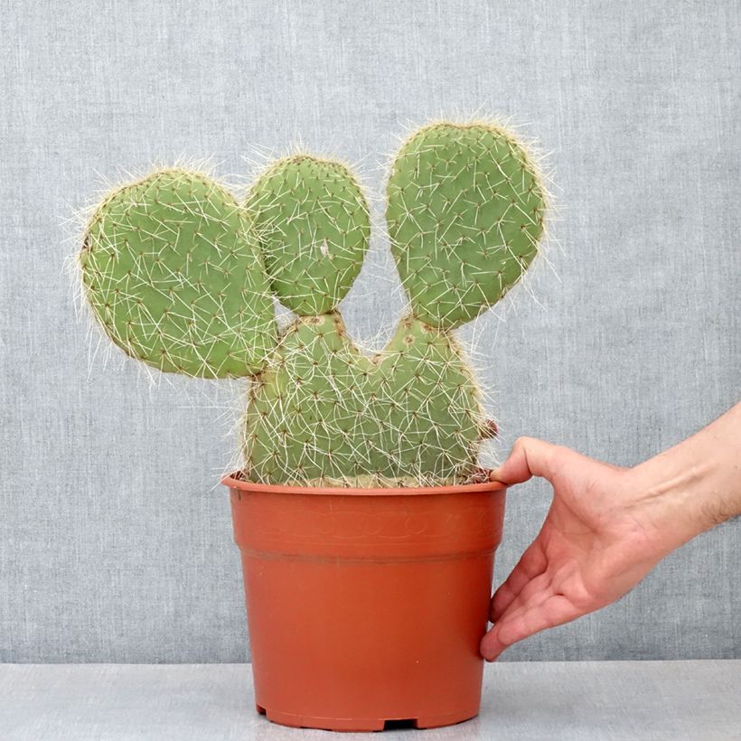 Example of Opuntia leucotricha - Cactus raquette Pot van 4 l/5 l as you get in hiver