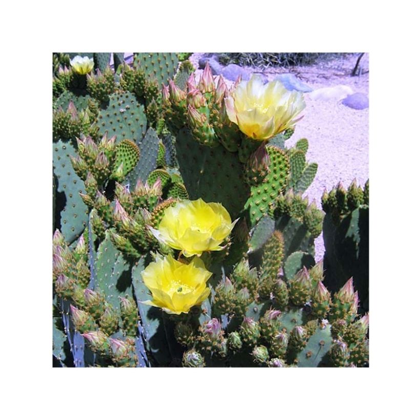 Opuntia lubrica - Schijfcactus (Flowering)