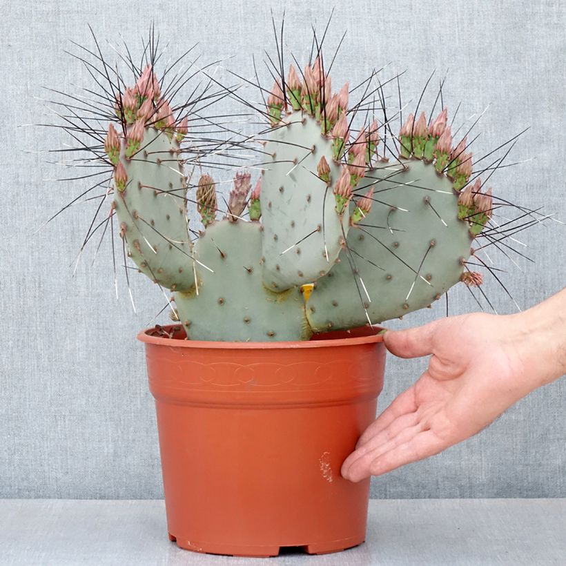 Example of Opuntia macrocentra (épines noires) - Cactus raquette Pot van 4 l/5 l as you get in hiver