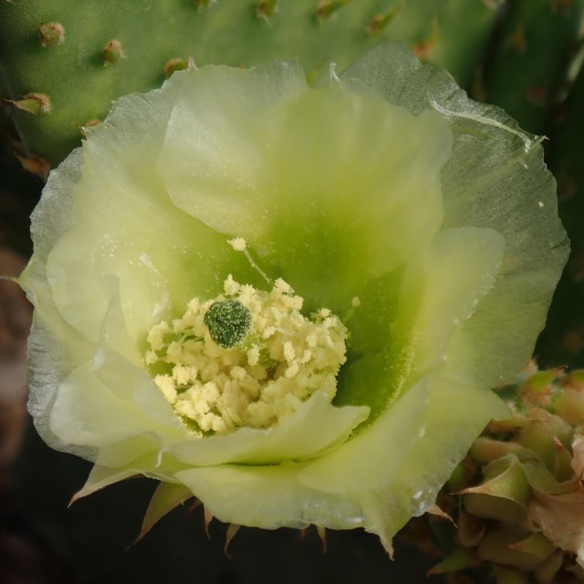 Opuntia microdasys Caress - Konijnenoren (Flowering)