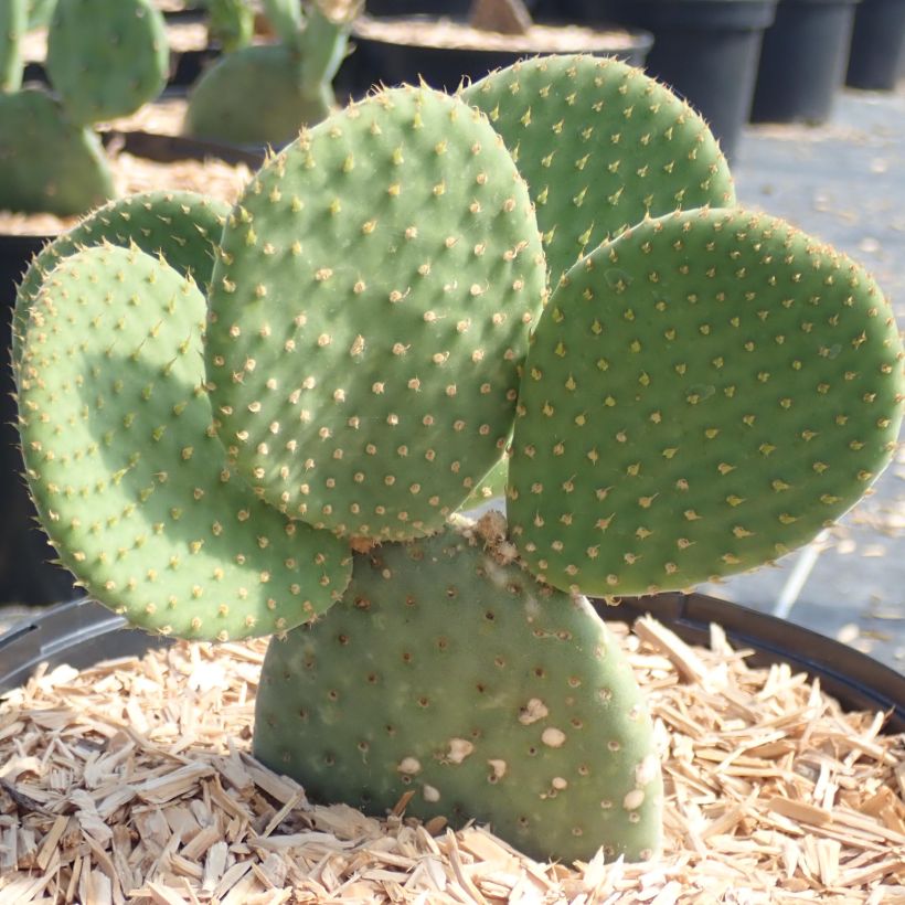 Opuntia microdasys Caress - Konijnenoren (Plant habit)