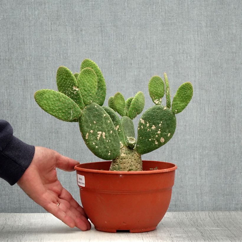 Exemplaar van Opuntia microdasys Caress - Konijnenoren Pot van 3 l/4 l zoals geleverd in de zomer