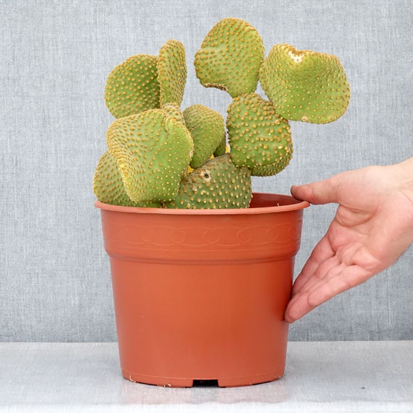 Example of Opuntia microdasys Undulata - Cactus raquette Pot van 4 l/5 l as you get in hiver
