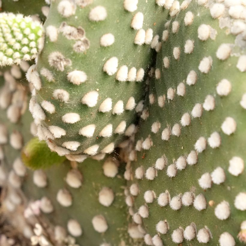 Opuntia microdasys var. albispina - Konijnenoren (Blad)