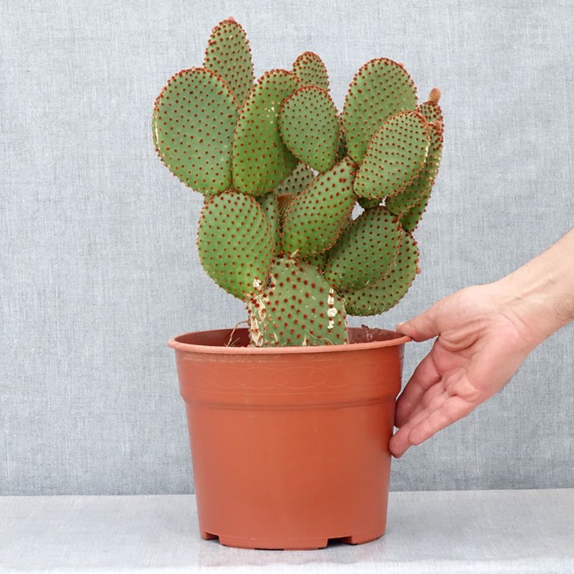 Example of Opuntia microdasys var. rufida - Cactus raquette Pot van 4 l/5 l as you get in hiver