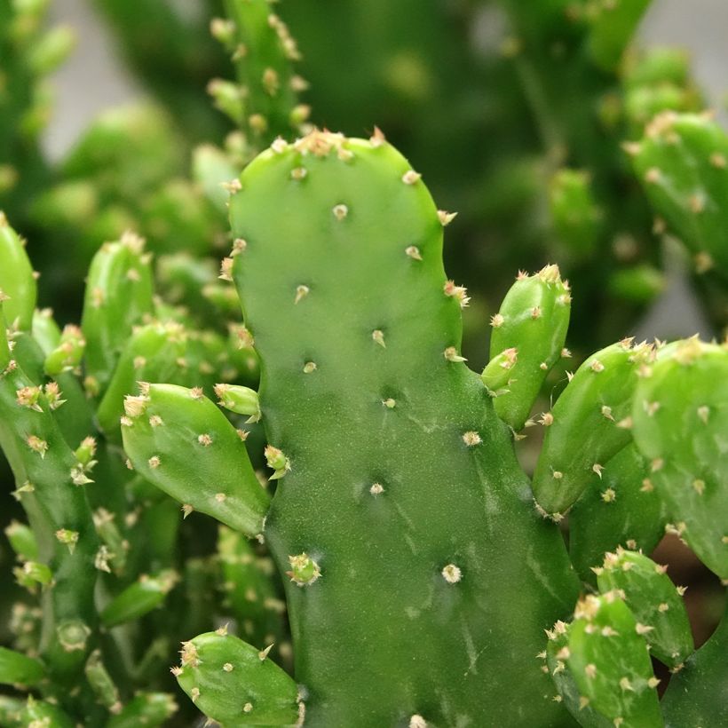 Opuntia monacantha - Schijfcactus (Blad)