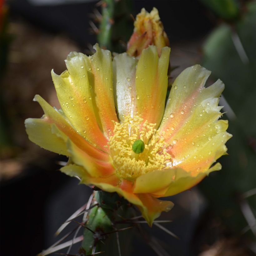 Opuntia phaeacantha Mojavensis - Schijfcactus (Flowering)