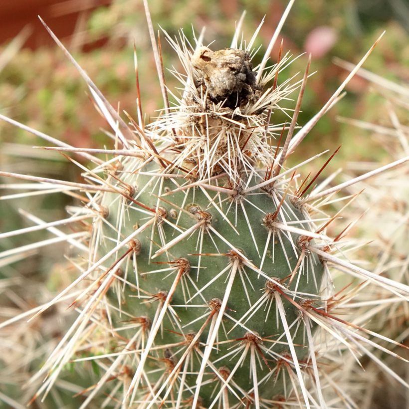 Opuntia polyacantha - Schijfcactus (Foliage)