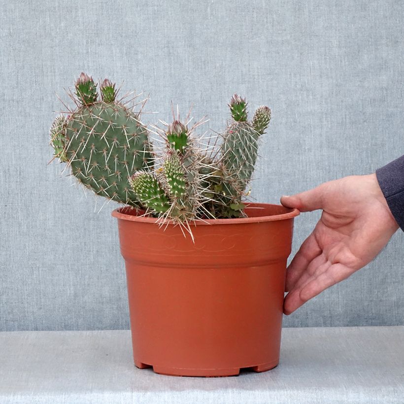 Example of Opuntia polyacantha - Cactus raquette Pot van 4 l/5 l as you get in printemps