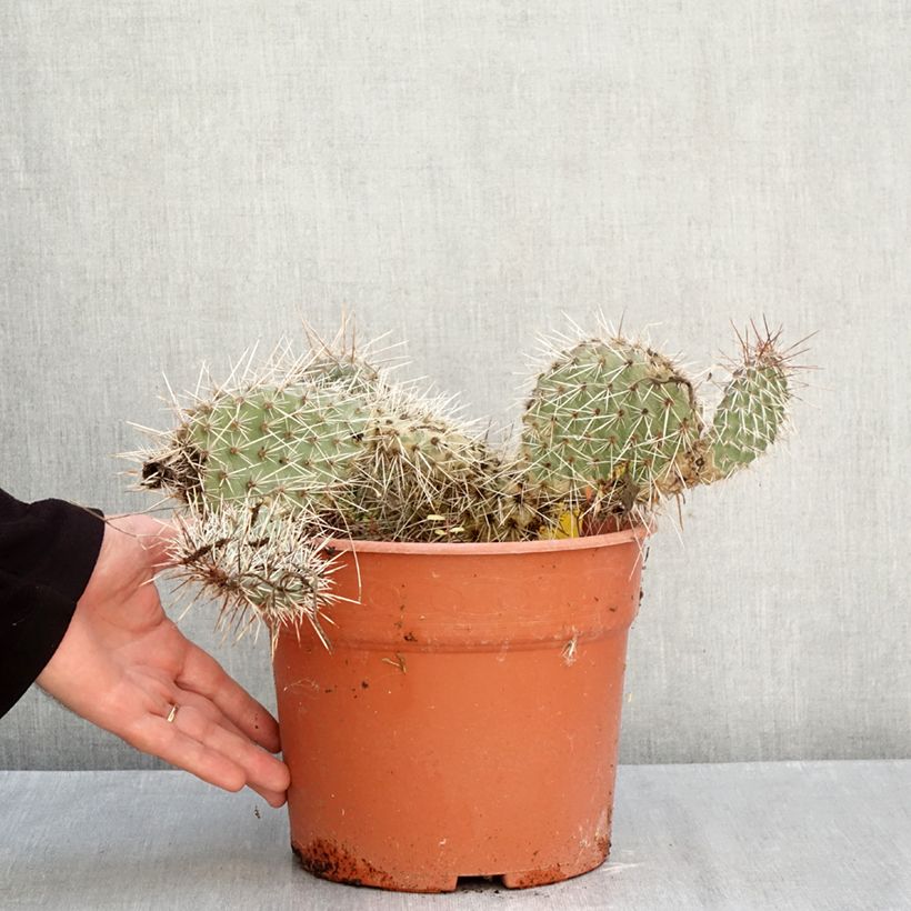 Exemplaar van Opuntia polyacantha - Schijfcactus Pot van 4 l/5 l zoals geleverd in de herfst