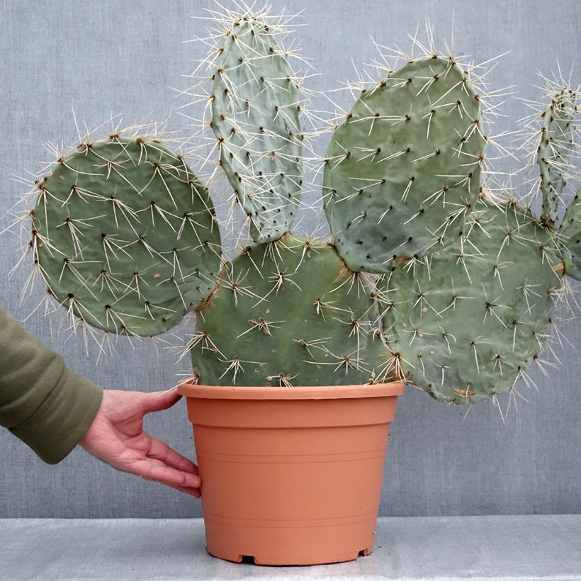 Example of Opuntia robusta - Cactus raquette Pot van 7,5 l/10 l as you get in hiver