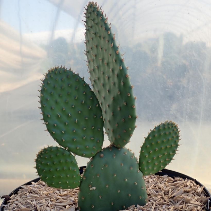 Opuntia rufida - Vijgcactus (Plant habit)