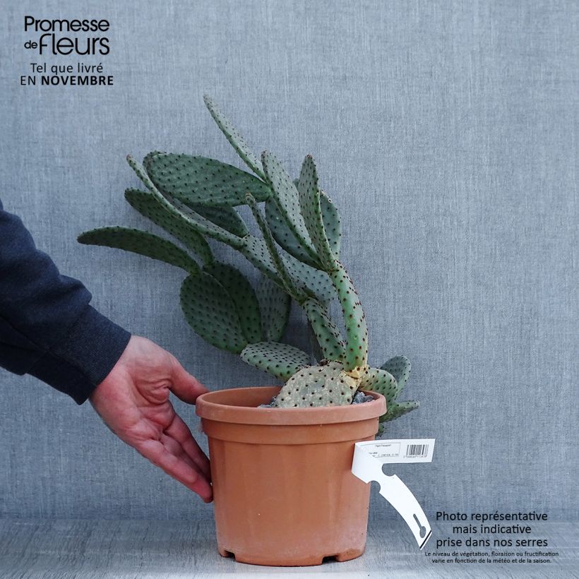 Exemplaar van Opuntia rufida - Vijgcactus Pot van 3 l/4 l zoals geleverd in de herfst