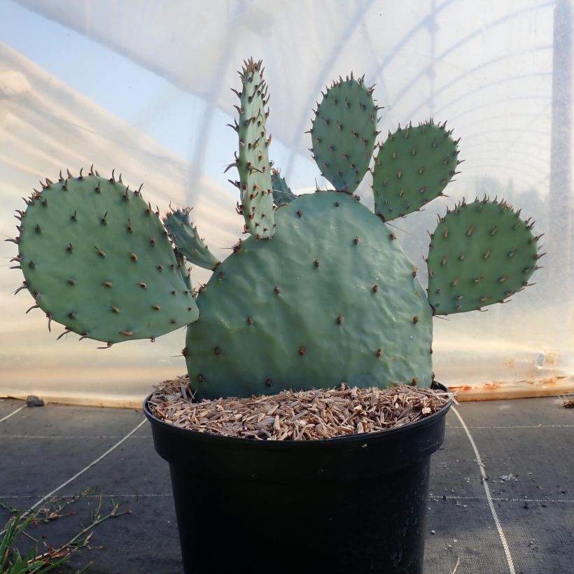 Opuntia sanguinicola - Schijfcactus (Groeiplaats)