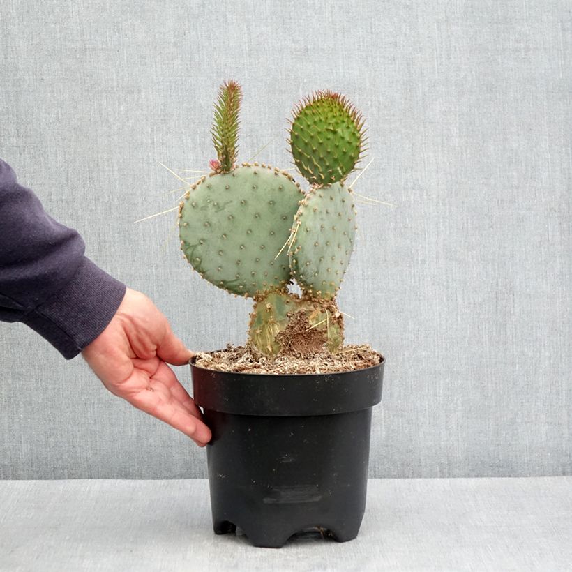 Example of Opuntia santa-rita - Cactus raquette Pot van 3 l/4 l as you get in hiver