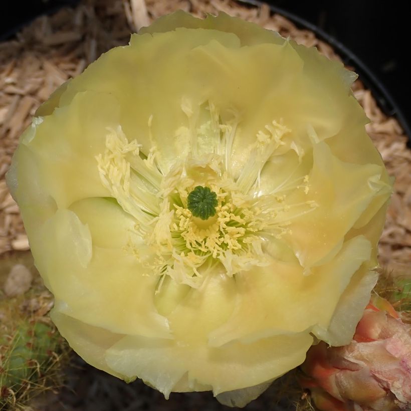 Opuntia scheeri - Schijfcactus (Flowering)