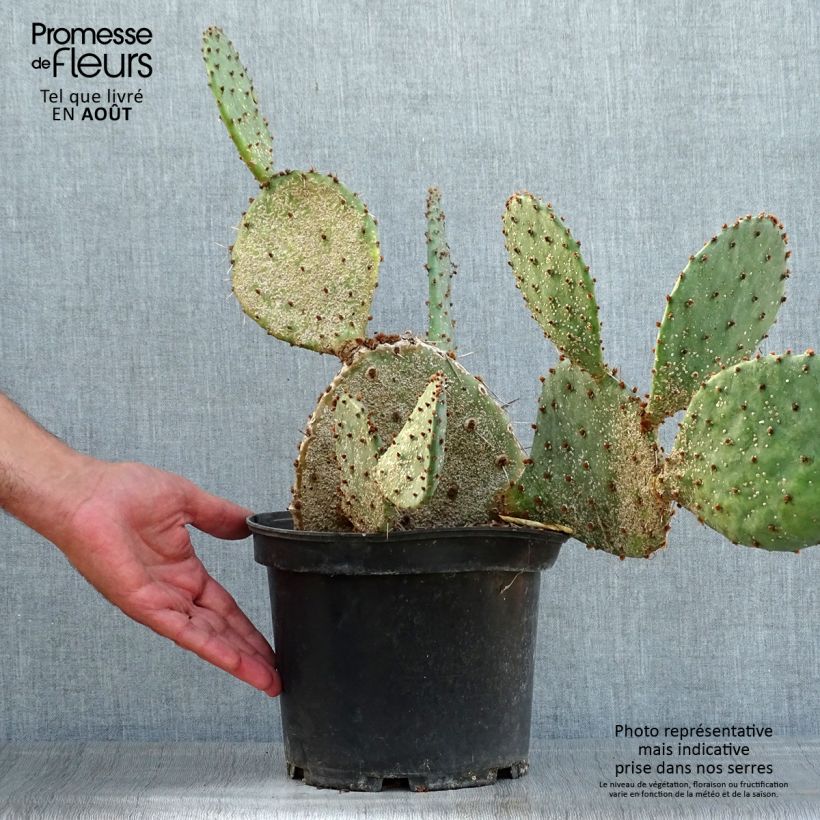 Exemplaar van Opuntia semispinosa - Schijfcactus Pot van 4 l/5 l zoals geleverd in de zomer