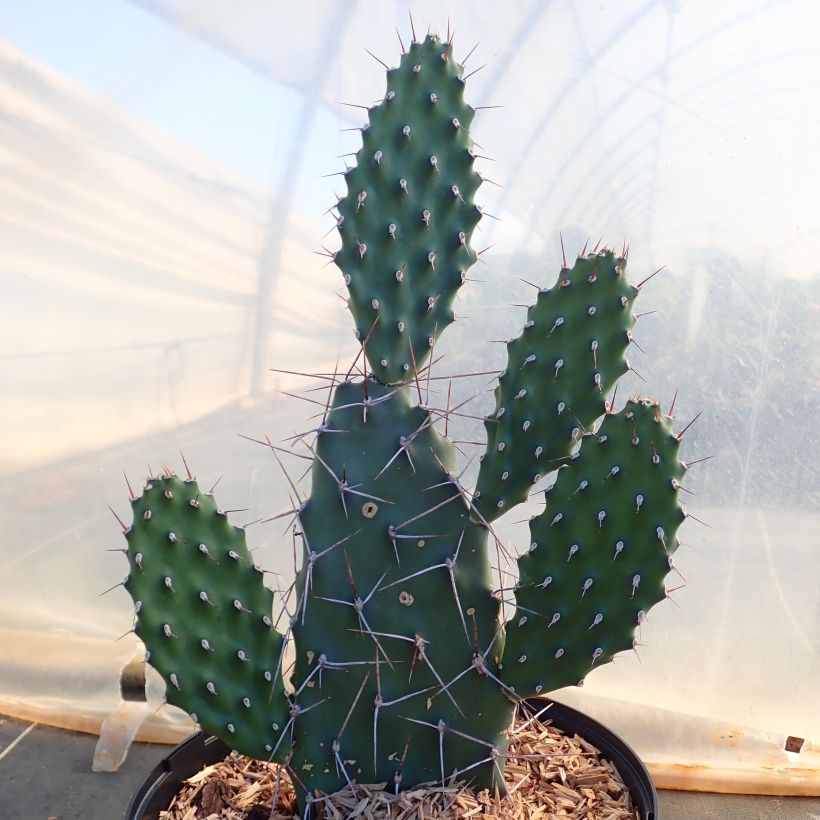 Opuntia sulfurea - Schijfcactus (Groeiplaats)