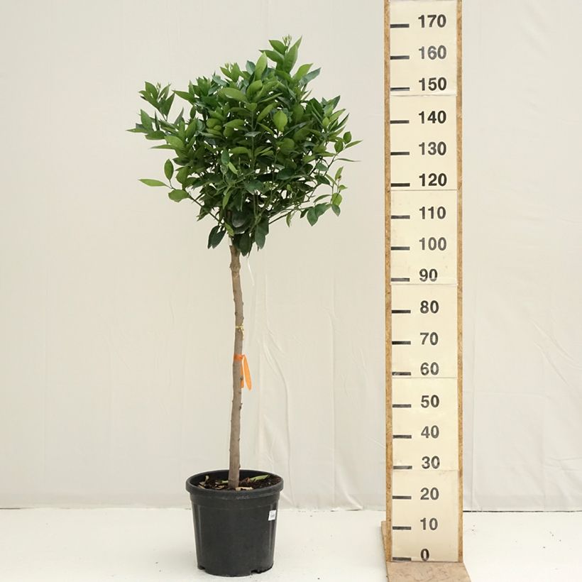 Exemplaar van Sinaasappelboom - Citrus sinensis Pot van 18 l/20 l, Half-hoge stam zoals geleverd in de lente