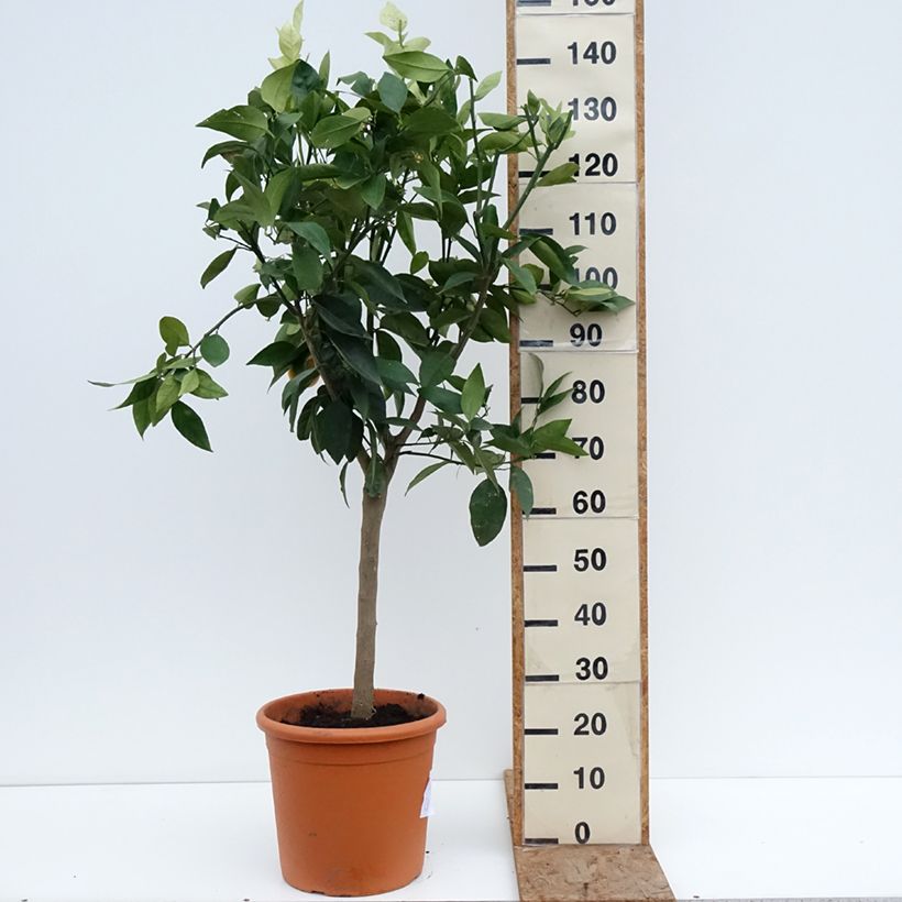 Exemplaar van Sinaasappelboom - Citrus sinensis Pot van 18 l/20 l, Half-hoge stam zoals geleverd in de winter