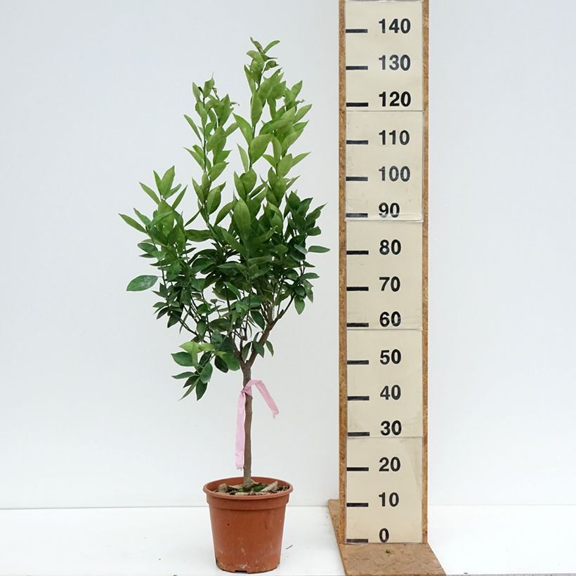 Exemplaar van Sinaasappelboom - Citrus sinensis Pot van 4 l/5 l, Kwartstam zoals geleverd in de herfst