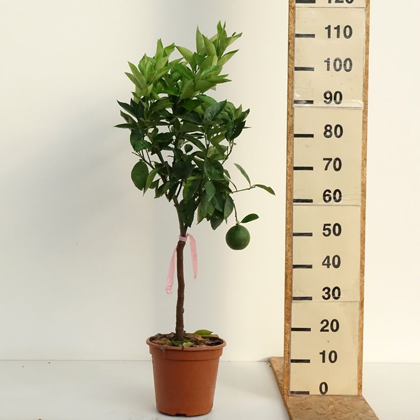 Exemplaar van Sinaasappelboom - Citrus sinensis Pot van 4 l/5 l, Kwartstam zoals geleverd in de zomer