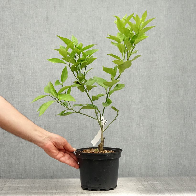 Exemplaar van Sinaasappelboom Washington Navel Pot van 4 l/5 l, Kwartstam zoals geleverd in de lente