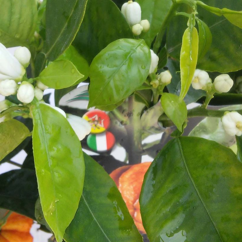 Bittere sinaasappel Corrugata (Blad)