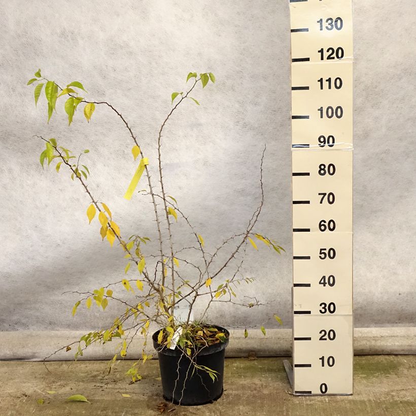 Exemplaar van Maclura pomifera - Osagedoorn Pot van 7,5 l/10 l zoals geleverd in de herfst