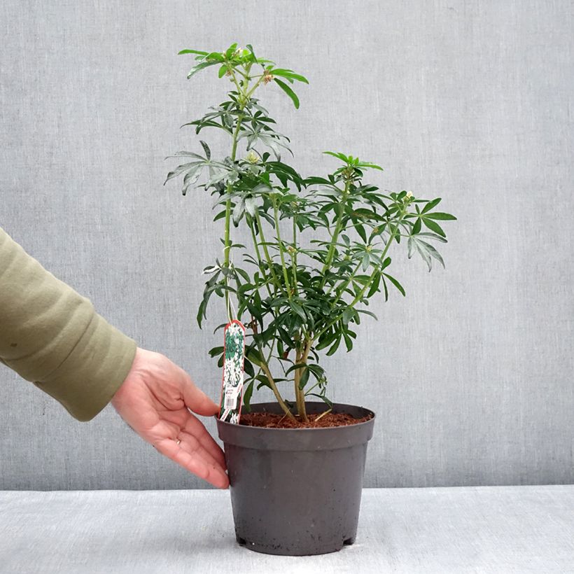 Example of Oranger du Mexique Green Fingers - Choisya ternata Pot van 2 l/3 l as you get in hiver