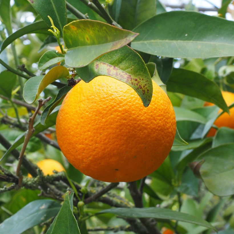 Sinaasappelboom - Citrus sinensis (Oogst)