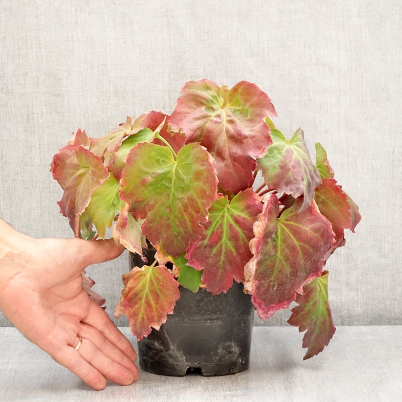 Exemplaar van Oredenia Fusion of Fire - Oredenia Pot van 1,5 l/2 l zoals geleverd in de zomer