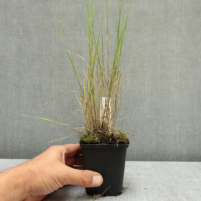 Exemplaar van Hordeum jubatum - Kwispelgerst Kweekpotje van 8/9 cm zoals geleverd in de zomer