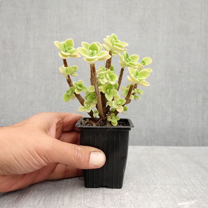 Example of Plectranthus amboinicus - Vijf-in-een-kruid Kweekpotje van 8/9 cm as you get in automne