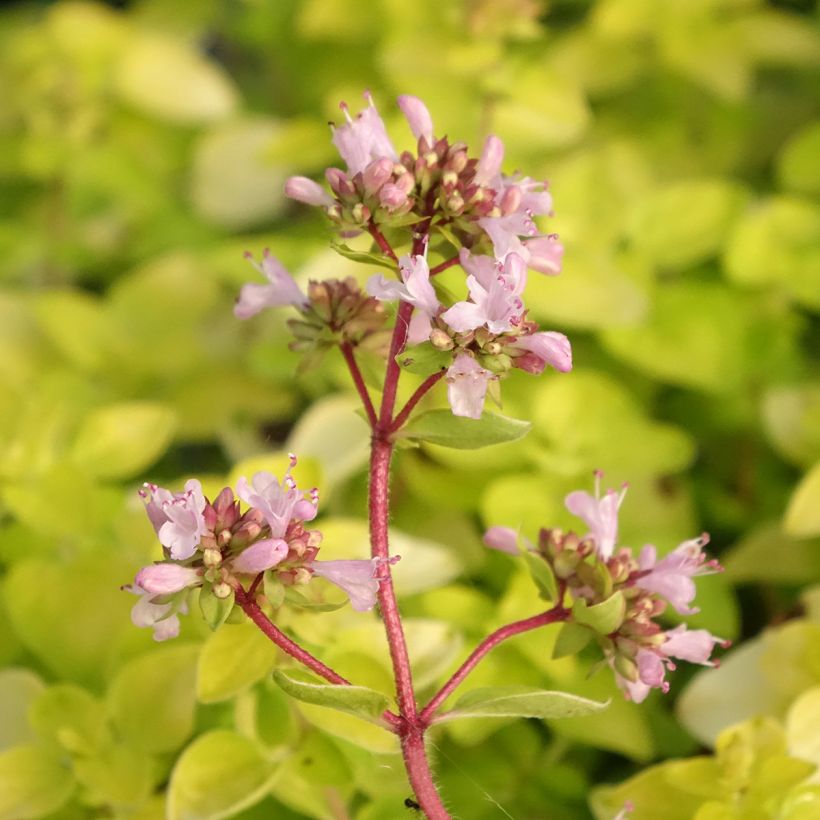 Origanum laevigatum Norton Gold - Siermarjolein (Bloei)