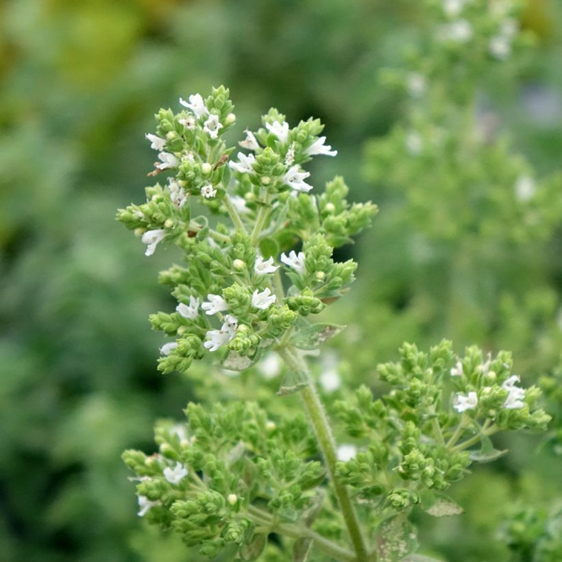 Wilde marjolein Hot and Spicy (Bloei)