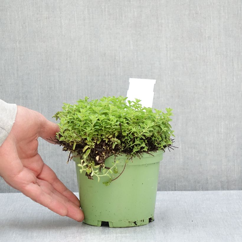 Exemplaar van Wilde marjolein BIO (jonge planten) Pot van 1 l/1,5 l zoals geleverd in de zomer