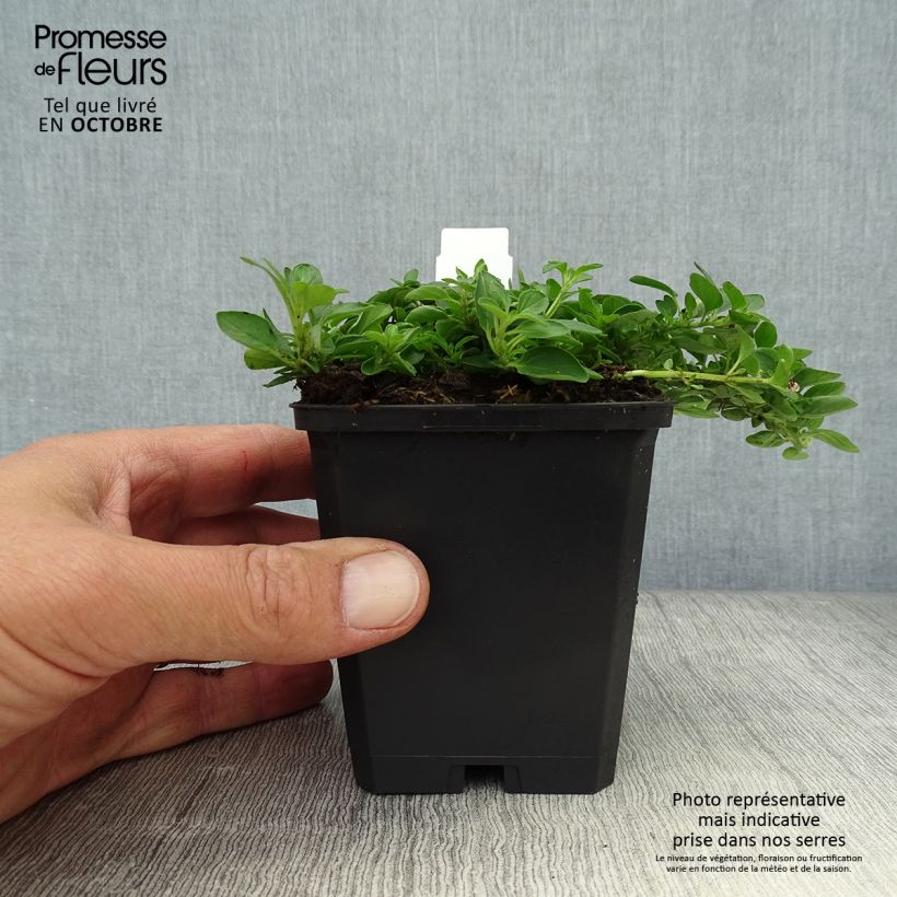 Exemplaar van Origanum vulgare Compactum - Oregano Kweekpotje van 8/9 cm zoals geleverd in de herfst