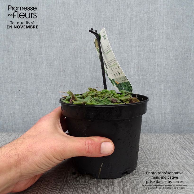 Exemplaar van Origan vert ou grec - Origanum heracleoticum (vulgare subsp. hirtum) Pot de 1,5L/2L zoals geleverd in de herfst