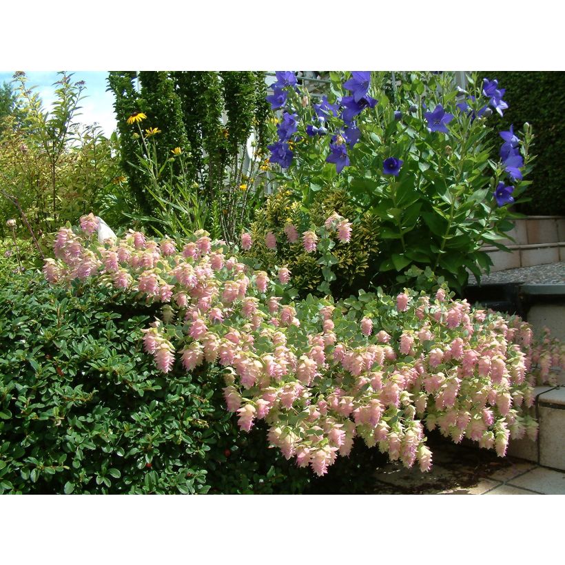 Origanum rotundifolium Kent Beauty - Marjolein (Flowering)