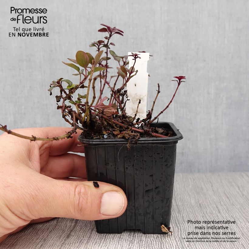 Exemplaar van Origanum laevigatum Herrenhausen - Sieroregano Kweekpotje van 8/9 cm zoals geleverd in de herfst