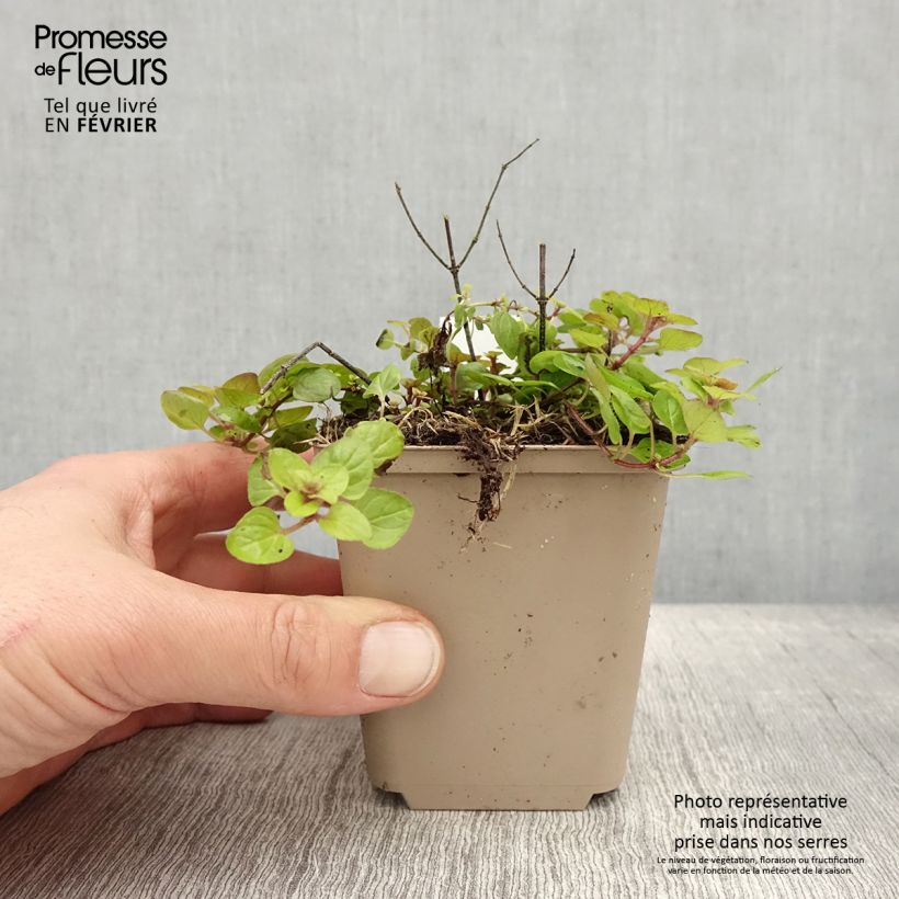 Example of Origanum vulgare Thumbles Variety - Origan commun doré Kweekpotje van 8/9 cm as you get in hiver