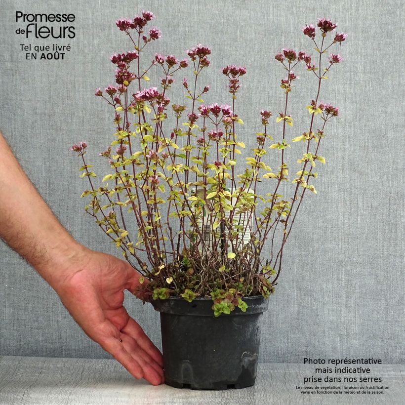 Exemplaar van Origanum vulgare Thumbles Variety - Oregano Pot van 1,5 l/2 l zoals geleverd in de zomer